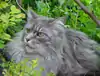 Maine Coon