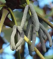 Cecropia spp. (versch. Crecropia-Arten haben ähnliche Früchte)