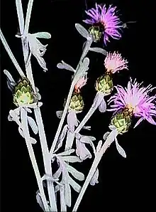 Die nach dem Berg benannte Centaurea busambarensis