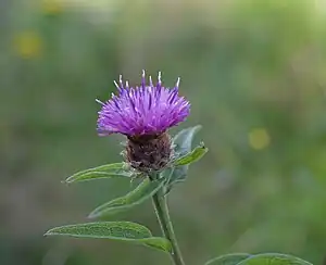 Schwarze Flockenblume (Centaurea nigra)