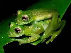 Espadarana prosoblepon in Amplexus