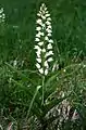 Langblättriges Waldvöglein(Cephalanthera longifolia) in Bohinj, Slowenien