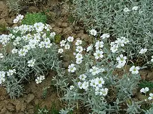 Filziges Hornkraut (Cerastium tomentosum)