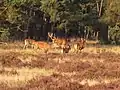 Rotwild auf einer Heidefläche in der Hoge Veluwe