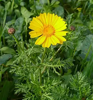 Kronenwucherblume (auch als Salat)