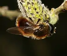 Cheilosia grossa (männlich)