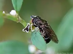 Cheilosia vulpina