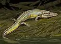 Chenosprosopus