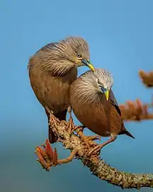 Graukopfstar(Sturnia malabarica): Männchen und Weibchen optisch ununterscheidbar