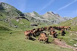 Pferde auf dem Wanderweg bei Ibón