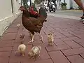 Eine von vielen freilaufenden Hühnerfamilien auf den Straßen von Key West.