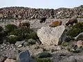 Alpacas mit Raureif auf dem Rücken