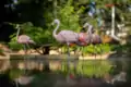 Chileflamingos