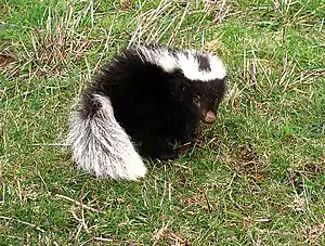 Andenskunk (Conepatus chinga)