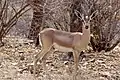 Indische Gazelle im Nationalpark