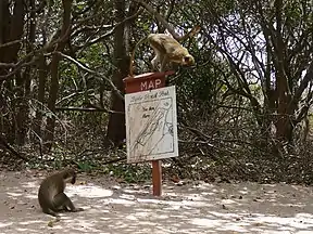 Der Bijilo Forest Park ist lokal eher als „Affenpark“ (Monkey park) bekannt