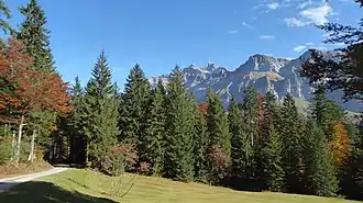 Chräzerenwald mit Blick auf den Säntis