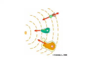 Chemotaxis - Konzentraziongradient