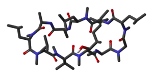 Modell von Ciclosporin