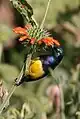 Der Nektarvogel Cinnyris venustus im Arusha-Nationalpark