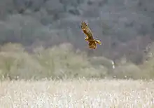 Foto einer fliegenden Rohrweihe über hohem Röhricht