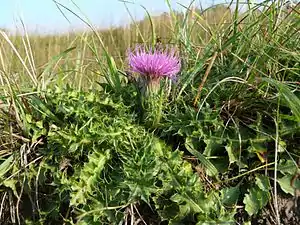 Stängellose Kratzdistel