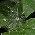 Pappus