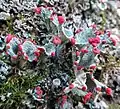 Cladonia borealis