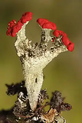 Scharlach-Becherflechte Cladonia coccifera