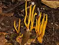 Clavaria amoena(Australien)