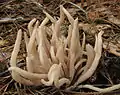 Rauchgraues KeulchenClavaria fumosa