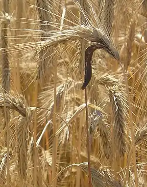 Ergot enthält Ergoline