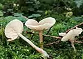 Auch der schmächtigere Duft-Trichterling (Clitocybe fragrans) verströmt einen prägnanten Anisgeruch.