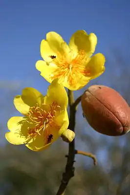 Cochlospermum vitifolium