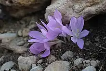 Colchicum persicum Baker, Behbahan