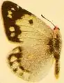 Weibchen von Colias sagartia