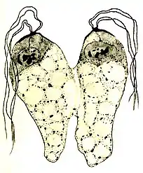 Prophase, miteinander verbundene Fressrinnen