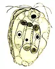 Collodictyon,das sich dreiScenedesmus-Zellen einverleibt hat