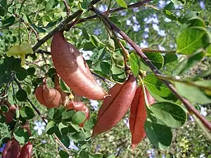 Tribus Galegeae: Colutea arborescens