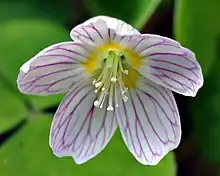 Blüte des Waldsauerklee (Oxalis acetosella)