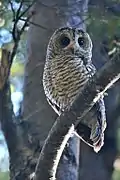 Rostfußkauz (Strix rufipes)