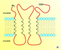 Connexine