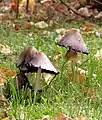 Der Falten-Tintling (Coprinus atramentarius), enthält Coprin.