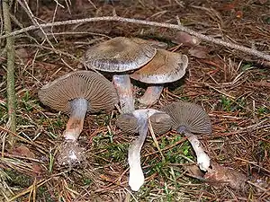 Bitterer Schleimkopf (Cortinarius infractus)