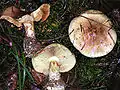 Würziger Schleimkopf (Cortinarius percomis)