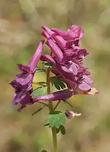 Gefingerter Lerchensporn Cordyalis solida