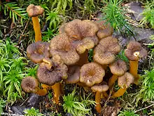 TrompetenpfifferlingCraterellus tubaeformis