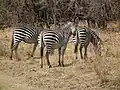 Crawshay-Zebras