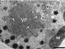 CroV repliziert in einer Virusfabrik (VF). Die weiße Pfeilspitze zeigt neu gebildete CroV-Partikel an. Es liegt eine Koinfektion mit dem Virophagen Mavirus vor, die weißen langstieligen Pfeile zeigen dessen kleine Partikel an.