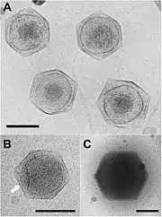 Kryo-EM-Aufnahmen von Virionen des Cafeteriavirus CroV (A,B) und des Mimivirus APMV (C) im Vergleich. Bei CroV fehlen die Filamente („Haare“) des APMV. (B) zeigt eine konkave Vertiefung der Innenmembran.